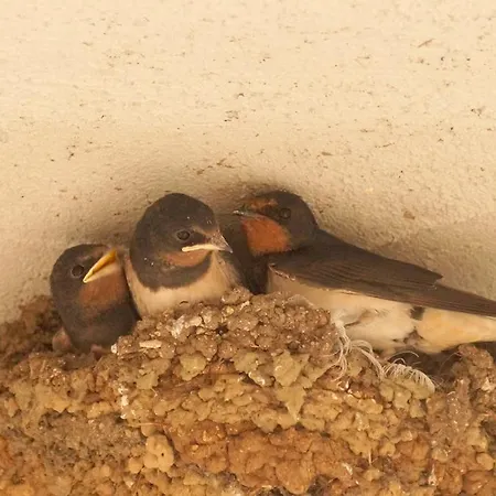 Apartament Kuca Grsko Selce